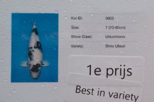 Shiro Utsuri NND Female - Afbeelding 2