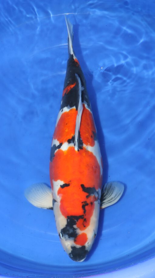 Doitsu Showa Ogata Female
