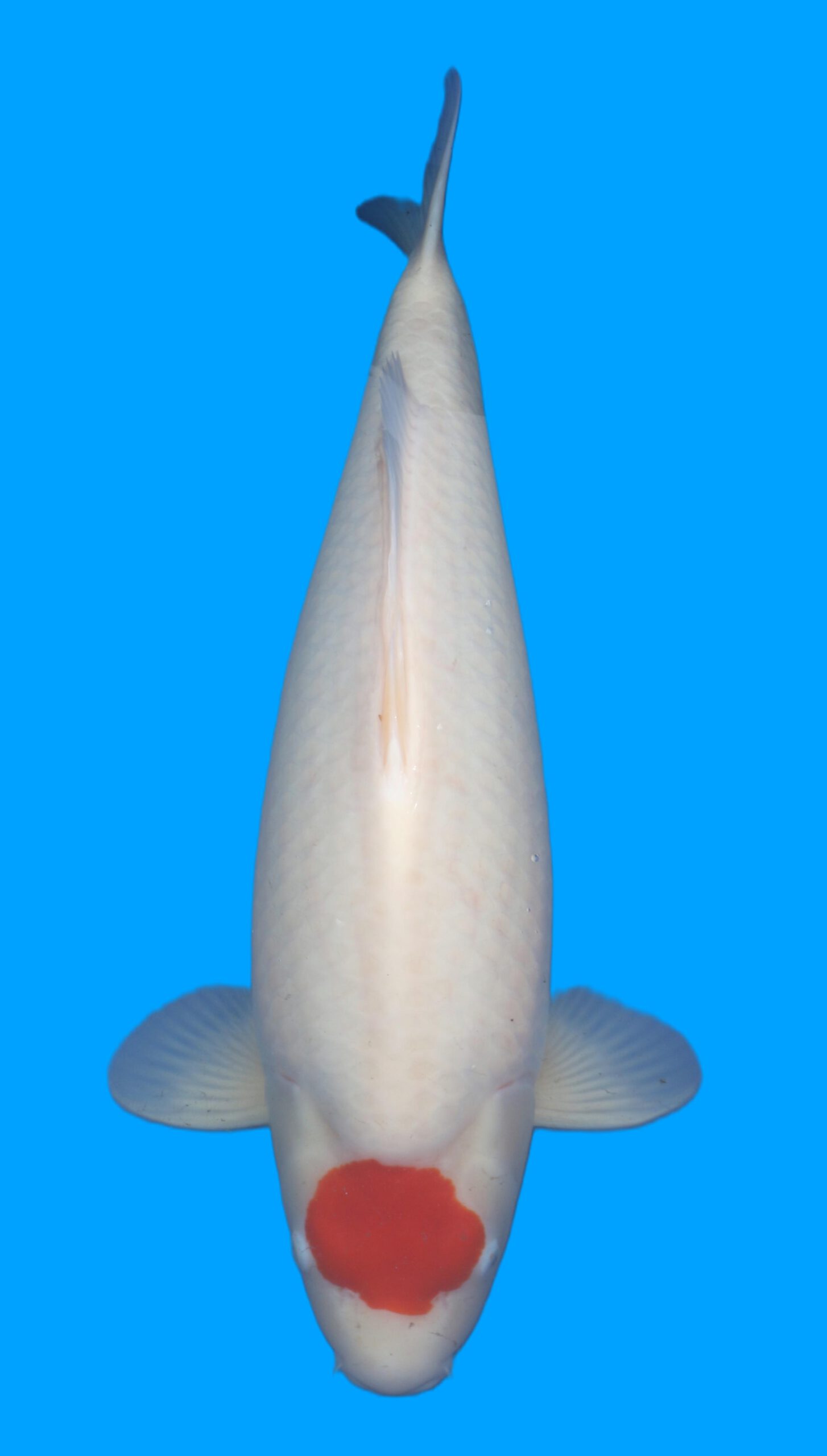 Tancho Kohaku Takigawa Female