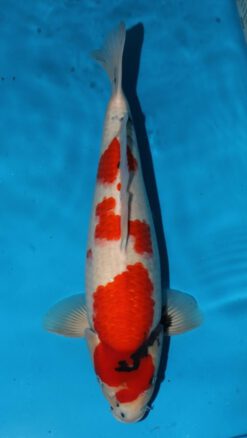 Showa Takigawa Female