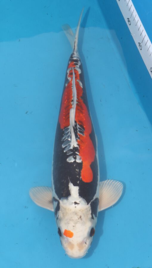Beni Kikokuryu Tani