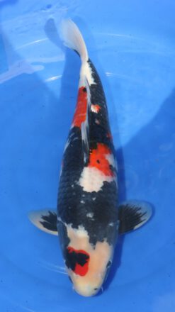 Dainichi Showa Monroe Female