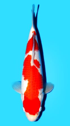 Kohaku Matsue Female