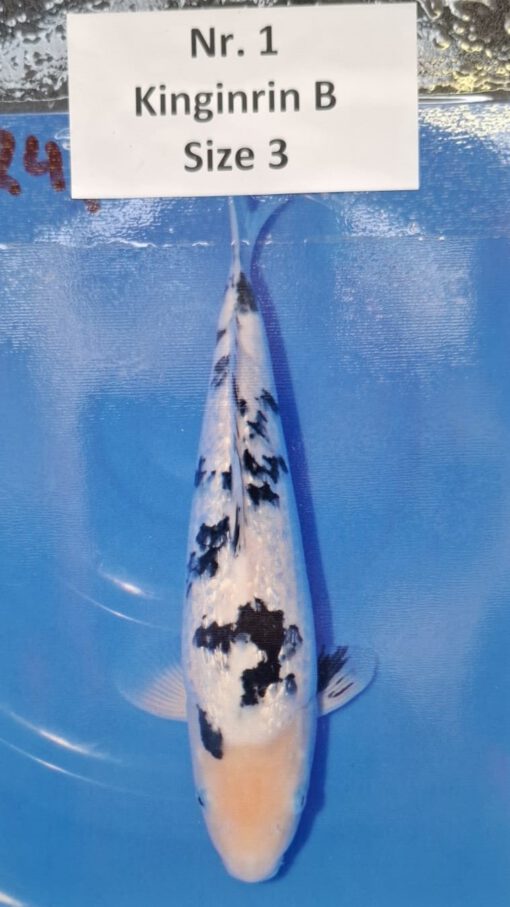Belgian ZNA Koi Show 2025