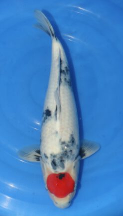 Tancho Showa Genjiro Female