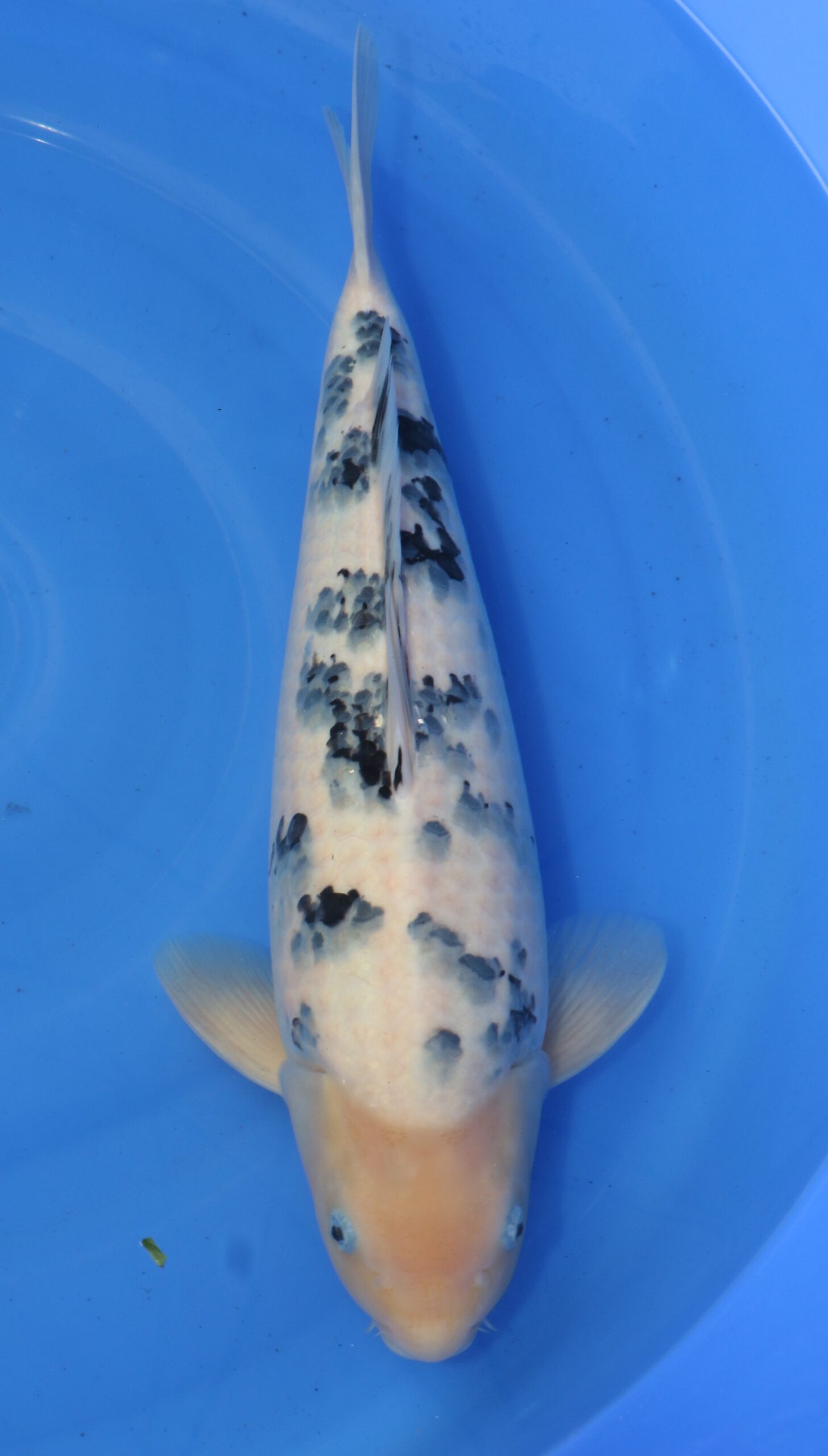 Bekko Ooya Female