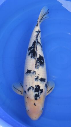 Bekko Ooya Female