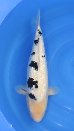 Ginrin Bekko Ooya Female