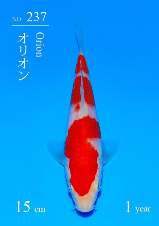 Kohaku Sakai Fish Farm - Afbeelding 2