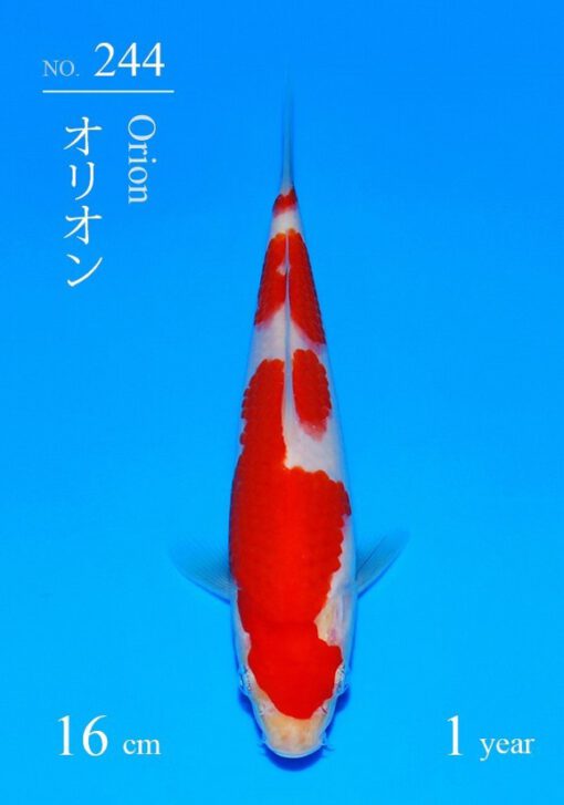 Kohaku Sakai Fish Farm - Afbeelding 2