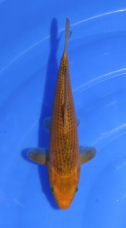 Golden Corn Taniguchi
