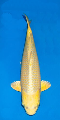 Yellow Fox Ogata Female