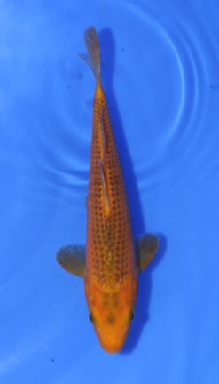 Golden Corn Taniguchi
