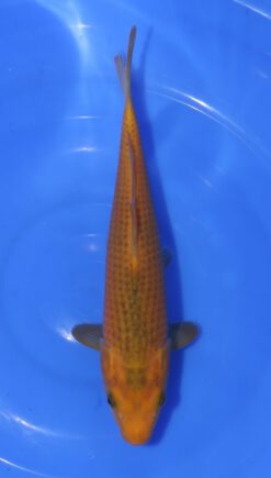 Golden Corn Taniguchi
