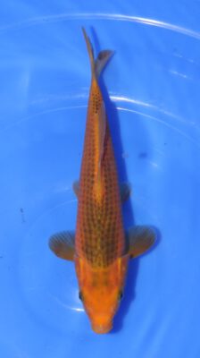 Golden Corn Taniguchi