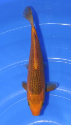 Golden Corn Taniguchi