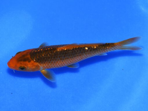 Golden Corn Taniguchi - Afbeelding 4