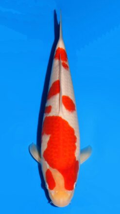 Kohaku Dainichi