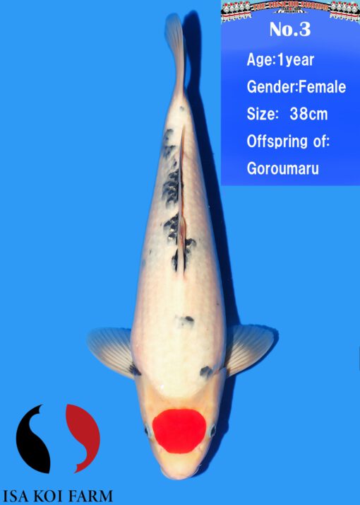Tancho Showa Isa Female - Afbeelding 2