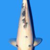 Tancho Showa Isa Female