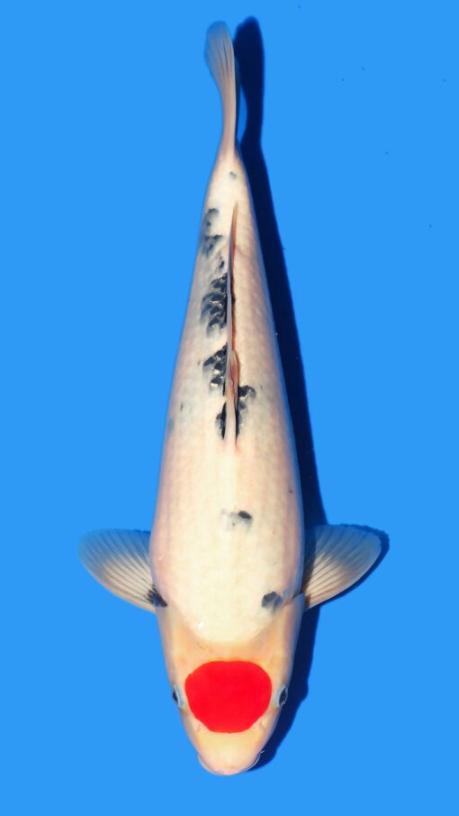 Tancho Showa Isa Female