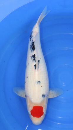 Tancho Showa Isa Female