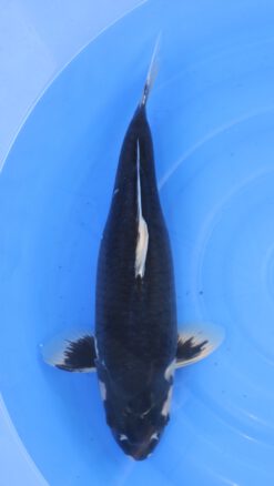 Matsukawabake Kondo Female