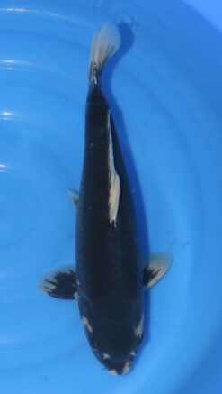 Matsukawabake Kondo