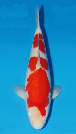 Kohaku Matsue Female