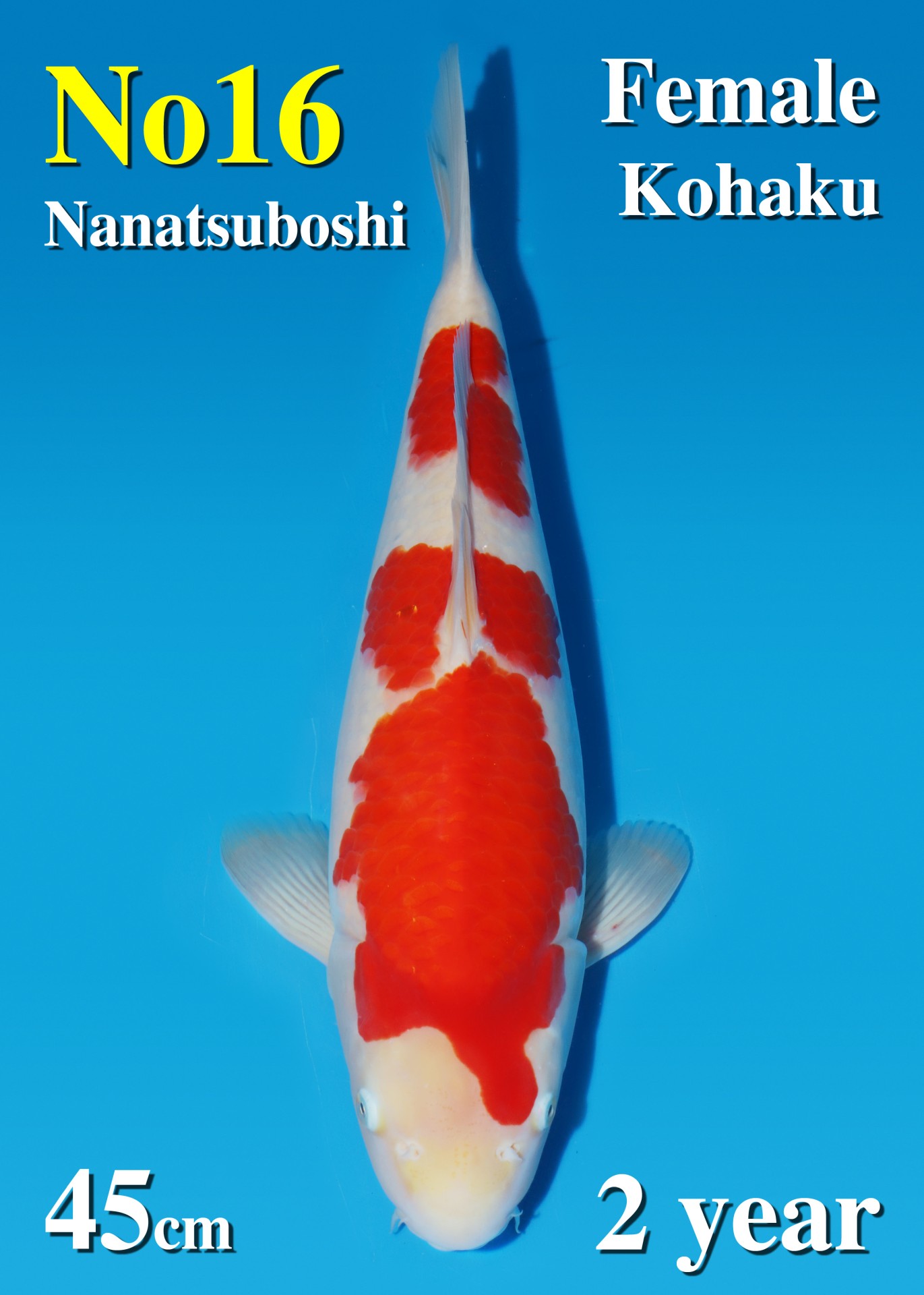 Kohaku Matsue Female - Afbeelding 2