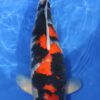 Dainichi Showa MonaLisa Female