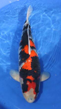 Dainichi Showa MonaLisa Female