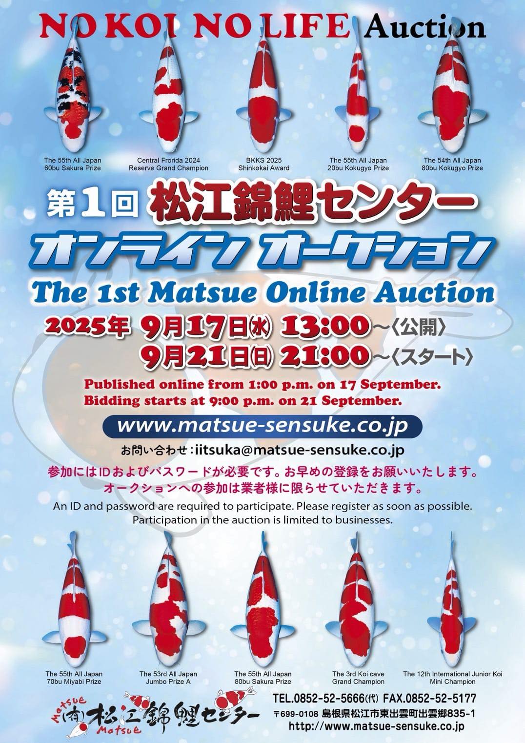 Kohaku Matsue Female - Afbeelding 3