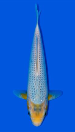 KarashiAsagi Female Taniguchi