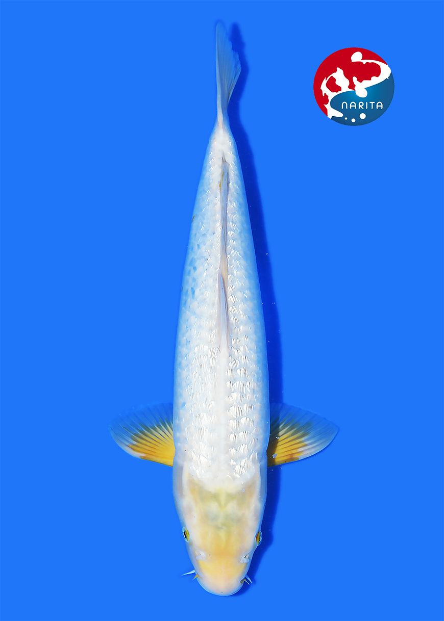 Ginrin KarashiAsagi Female Taniguchi - Afbeelding 3