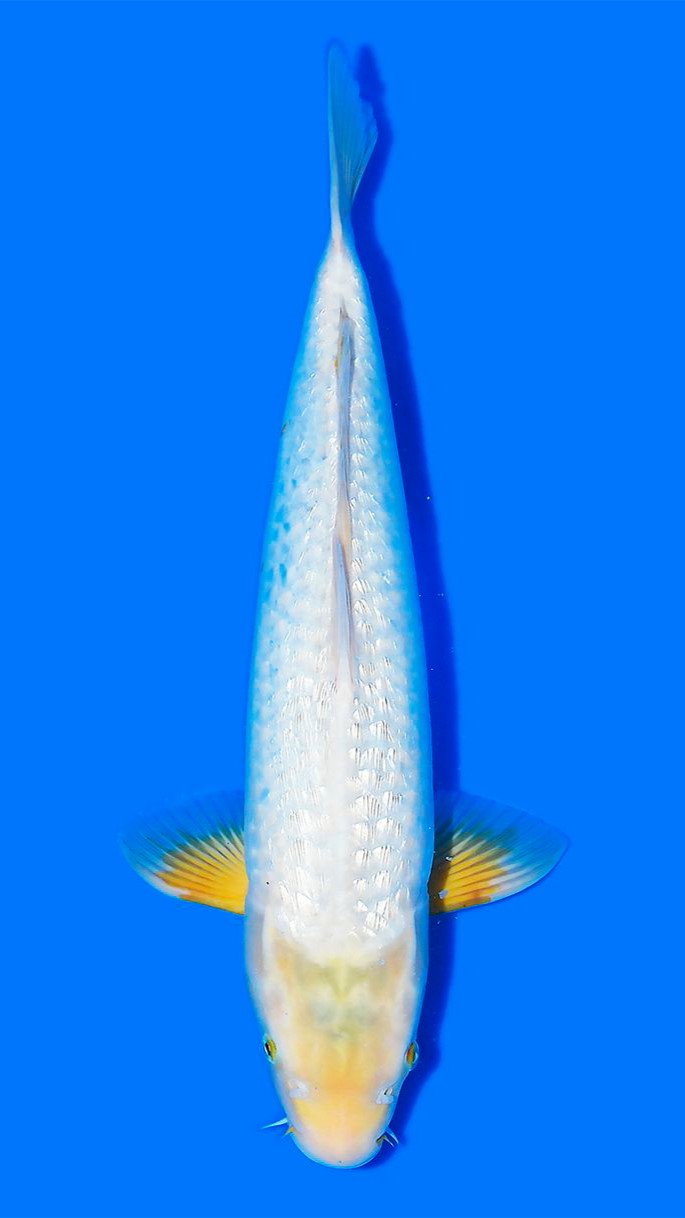 Ginrin KarashiAsagi Female Taniguchi