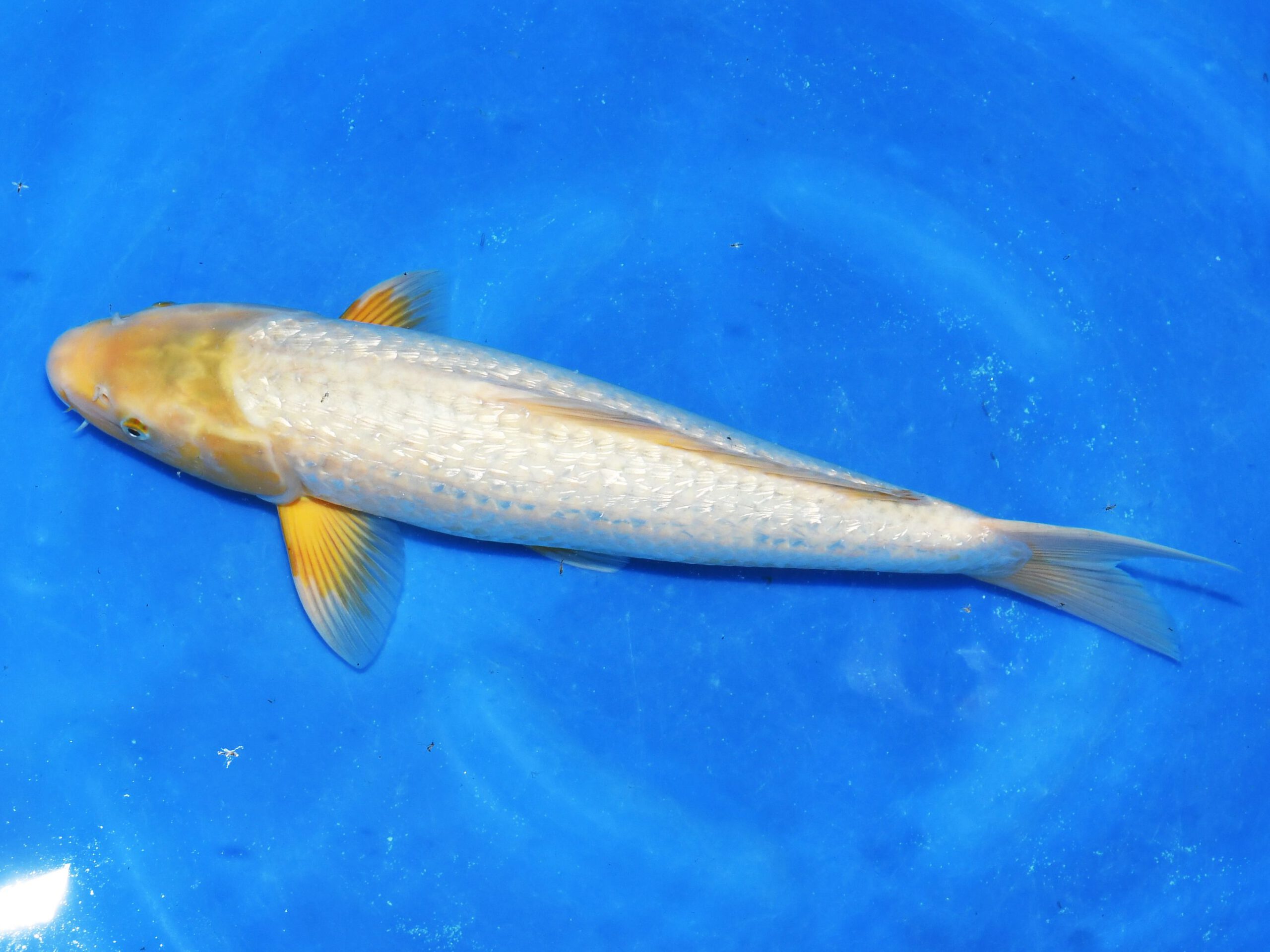 Ginrin KarashiAsagi Female Taniguchi - Afbeelding 4