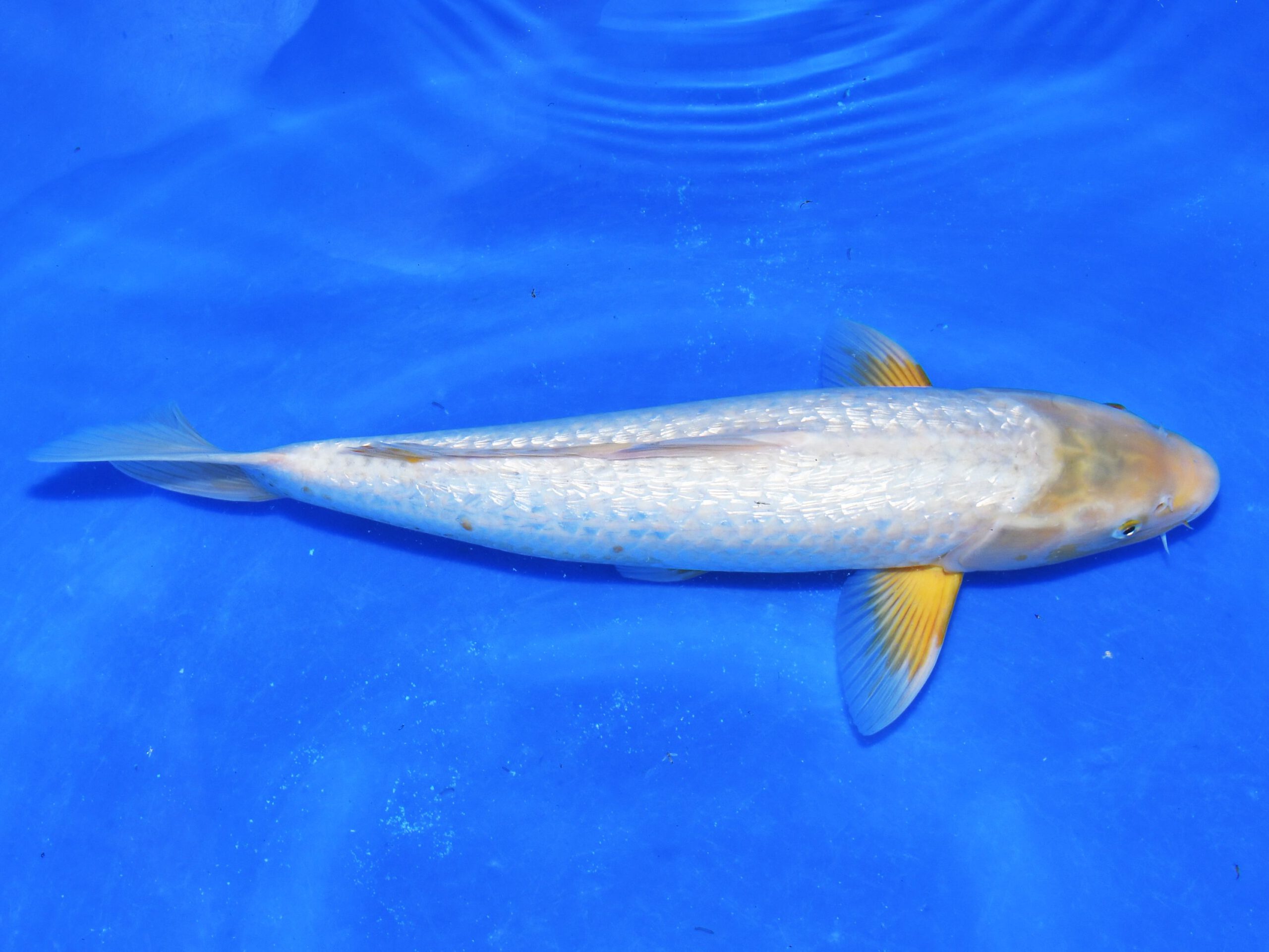 Ginrin KarashiAsagi Female Taniguchi - Afbeelding 2