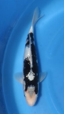 Ginrin Matsukawabake Kawakami