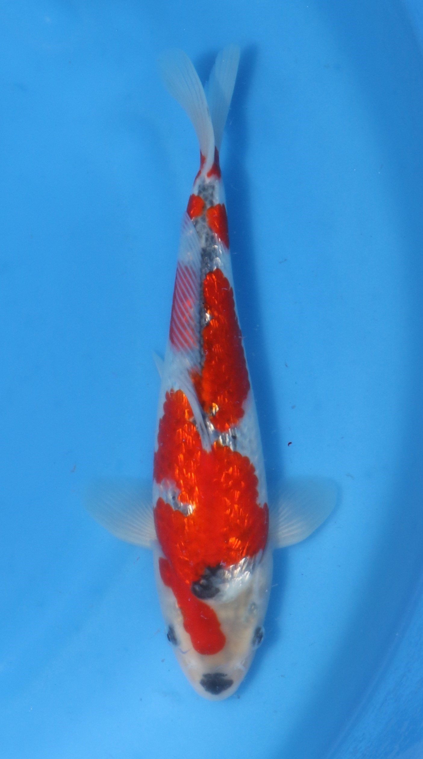 Ginrin Goshiki Kawakami