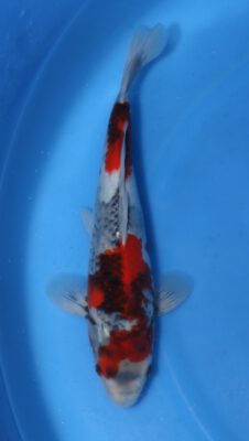 GoshikiShowa Kawakami