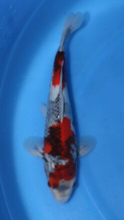 GoshikiShowa Kawakami