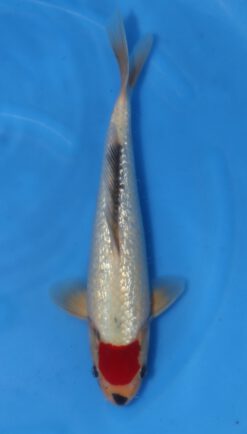 Ginrin Tancho Goshiki Kawakami