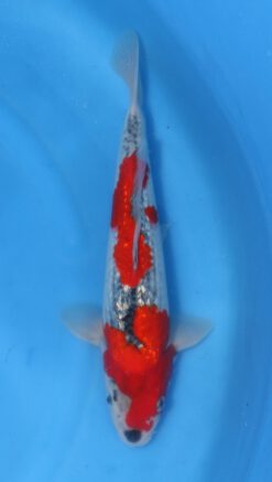 Ginrin Goshiki Kawakami