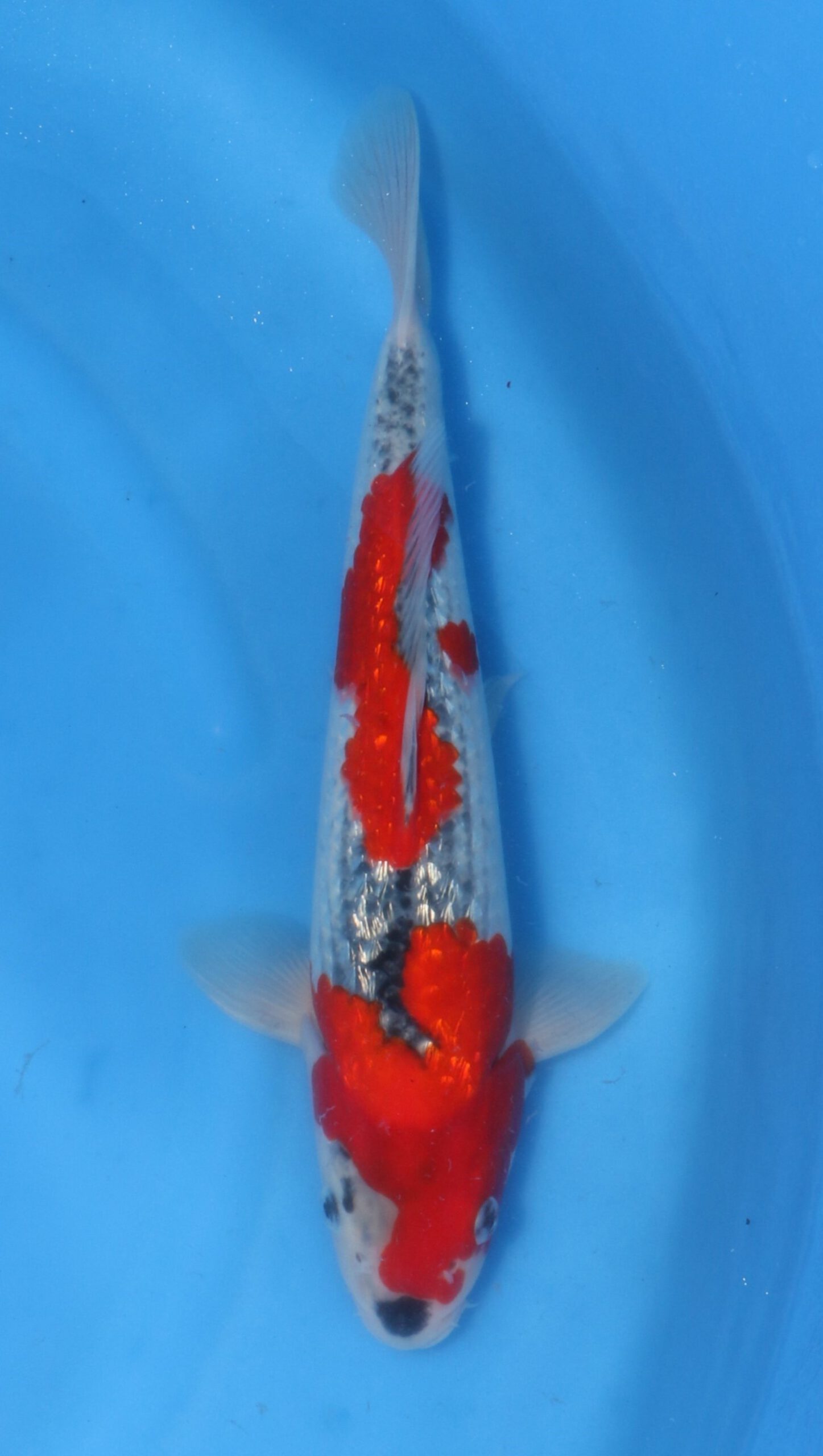 Ginrin Goshiki Kawakami