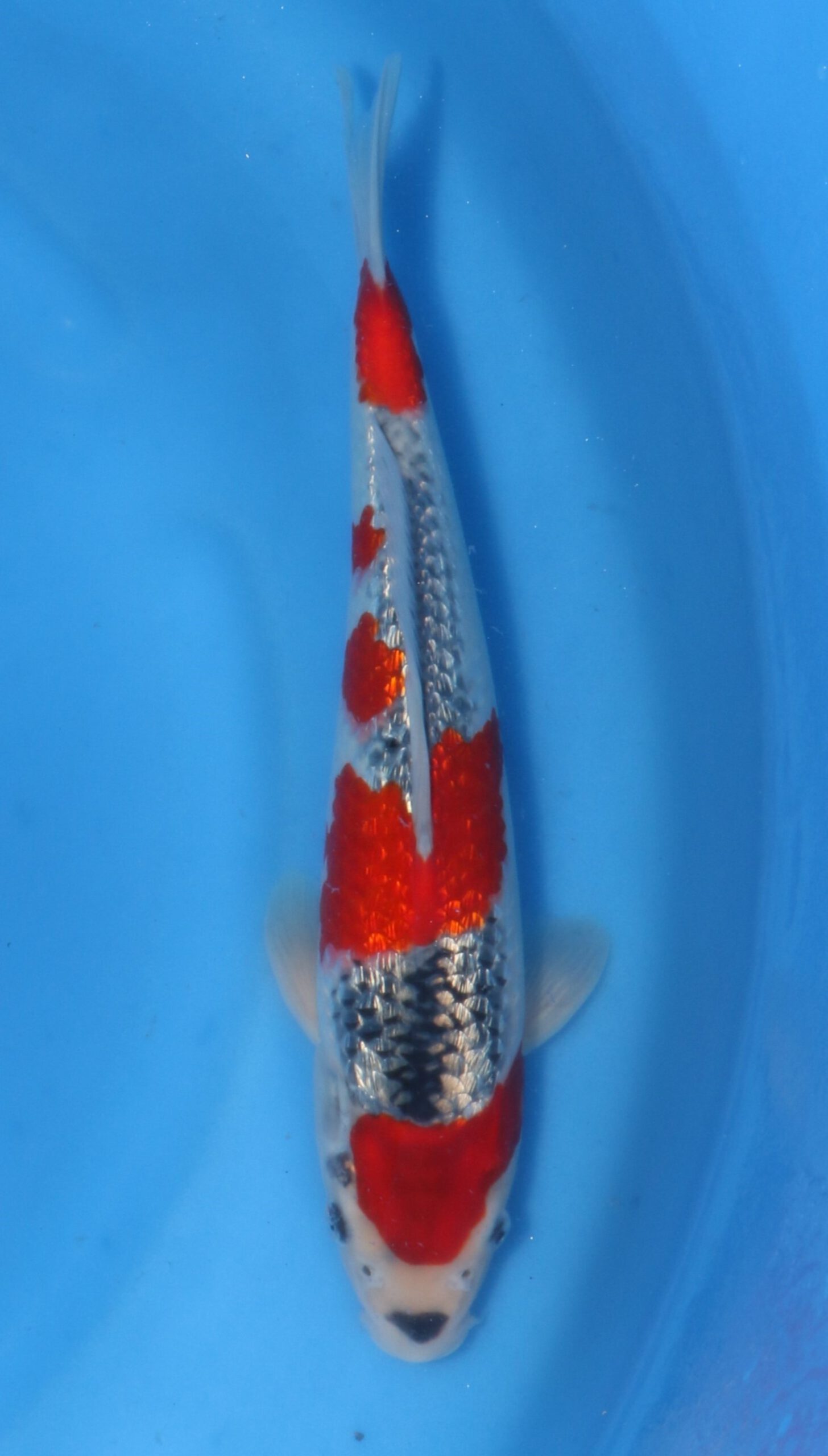 Ginrin Goshiki Kawakami