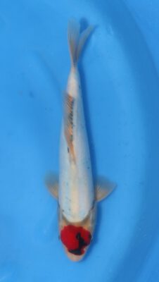 Doitsu Tancho Showa Kawakami