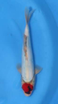 Doitsu Tancho Showa Kawakami