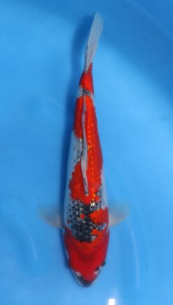 Ginrin Goshiki Kawakami