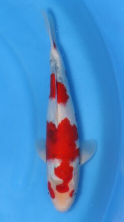 GoshikiShowa Kawakami